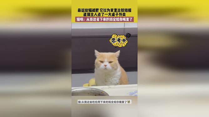 省貓任務(wù)輕松完成指南，最新技能學(xué)習(xí)與任務(wù)執(zhí)行詳細(xì)步驟