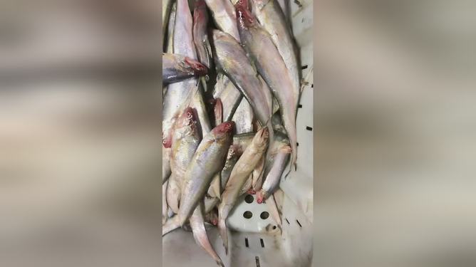 最新魚視頻，海洋生態(tài)與觀賞魚文化的精彩交融