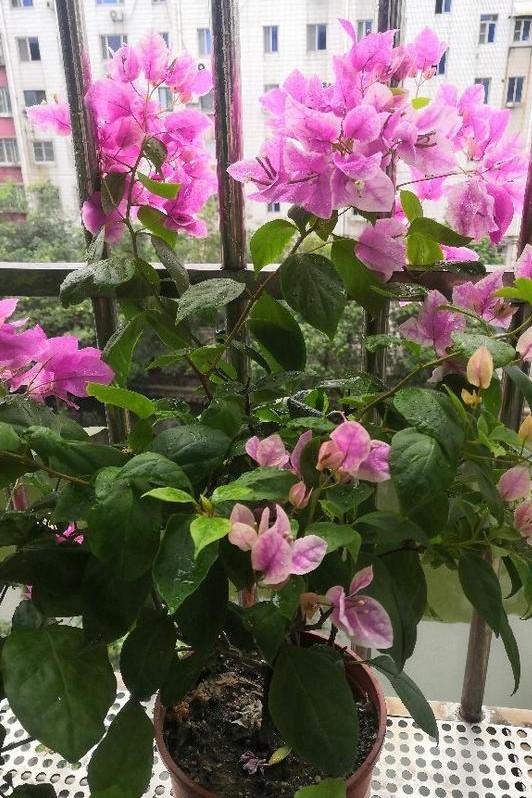 小巷深處的獨特花語，最新殘花之美