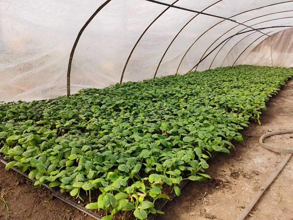 探索自然美景的輕松之旅，最新黃瓜社區(qū)