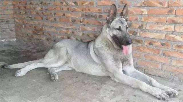 日本最新動(dòng)態(tài)，溫馨日常趣事與最新情報(bào)分享