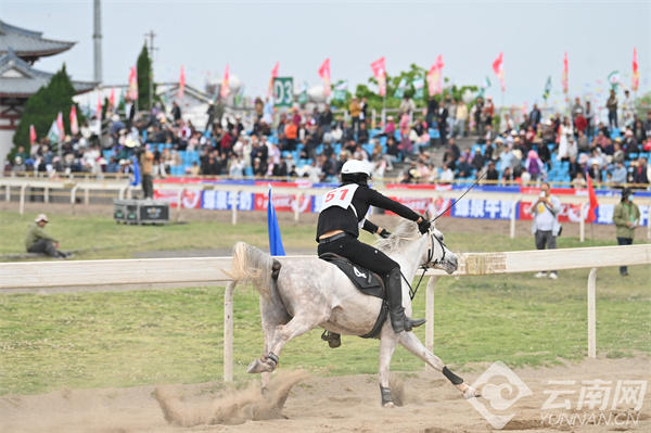 馬王最新動態(tài)，探索馬術(shù)世界的新篇章