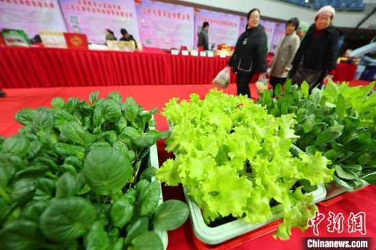 南京最新蔬菜，時代味道與文化脈絡(luò)的融合