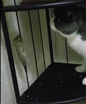 城市隱秘觀察者，灰色老鼠的最新動(dòng)態(tài)觀察