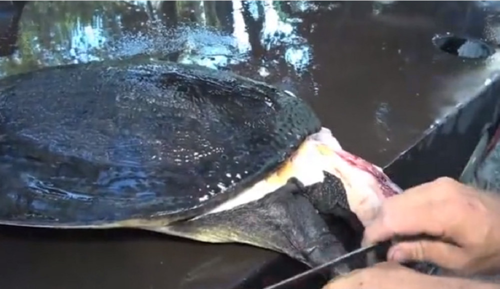 最新釣甲魚，一段垂釣樂趣的溫馨時光