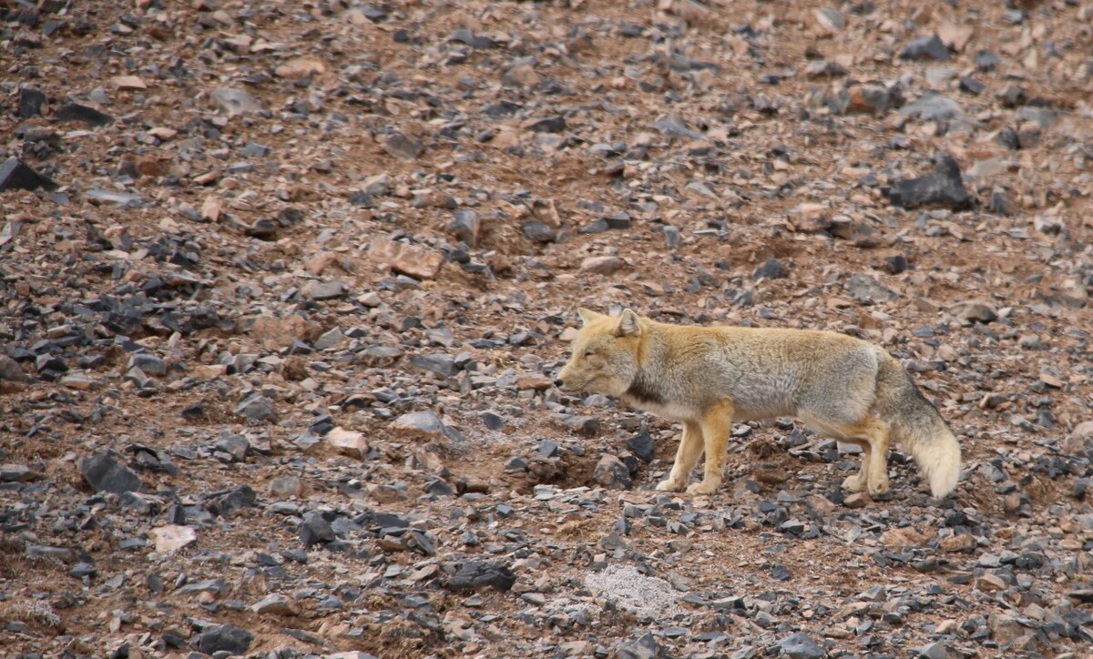 最新野狐，學(xué)習(xí)變化，自信助力夢(mèng)想實(shí)現(xiàn)