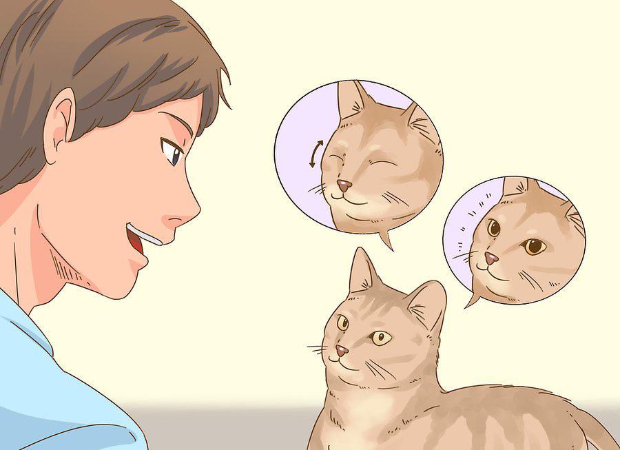 貓咪最新破譯，高科技重塑貓奴生活，智能養(yǎng)貓新時(shí)代的開(kāi)啟