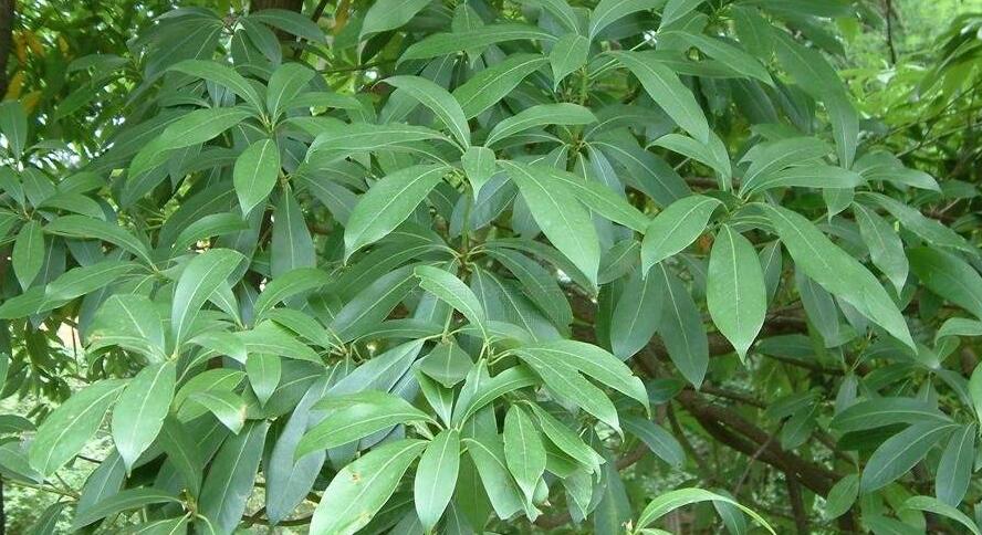 南山楠最新，自然美景的輕松探索之旅