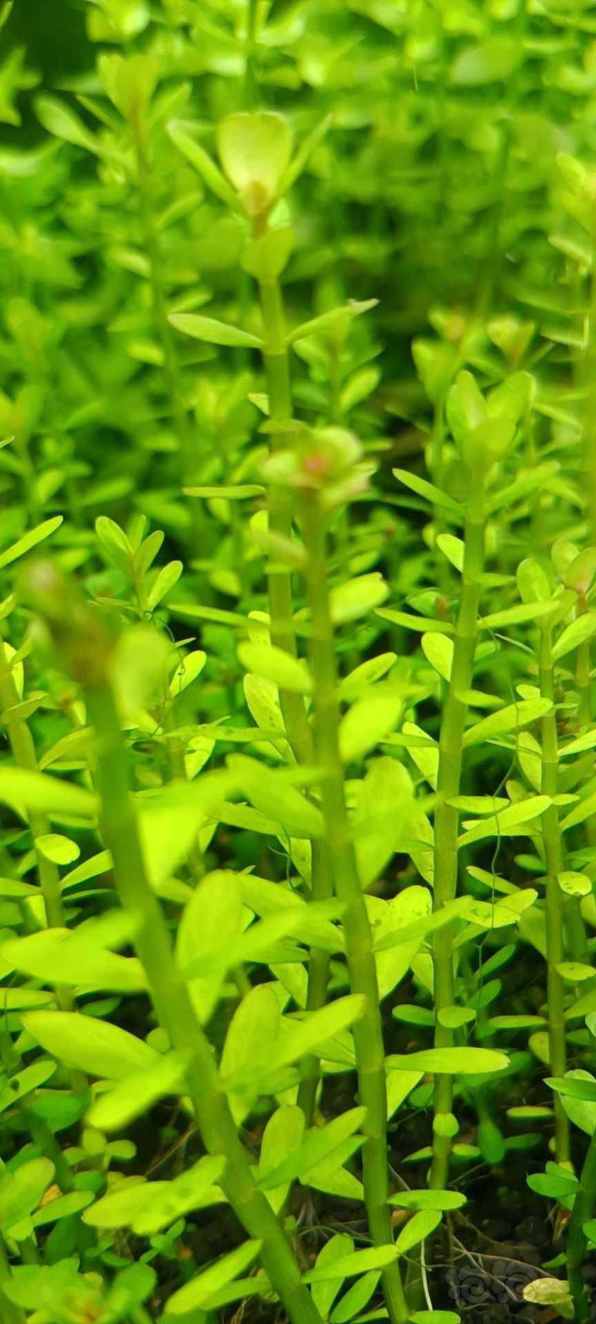 最新福利草草，自然美景之旅，探尋內(nèi)心平和與喜悅的旅程