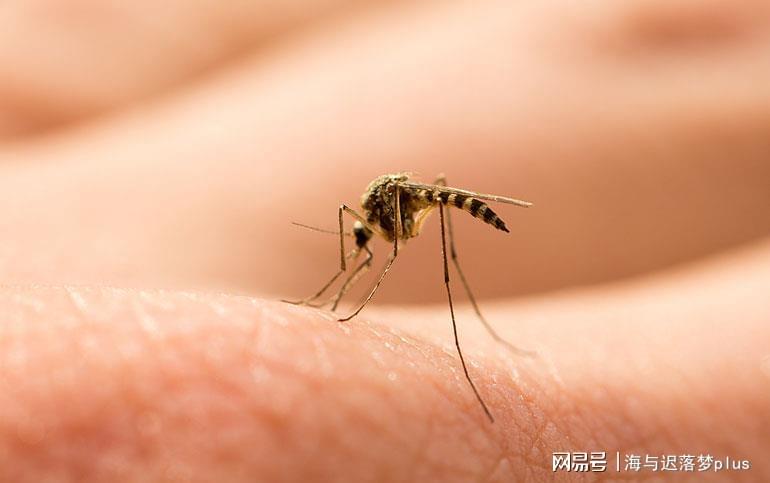 揭秘蚊子世界，最新報(bào)道與防治策略探索