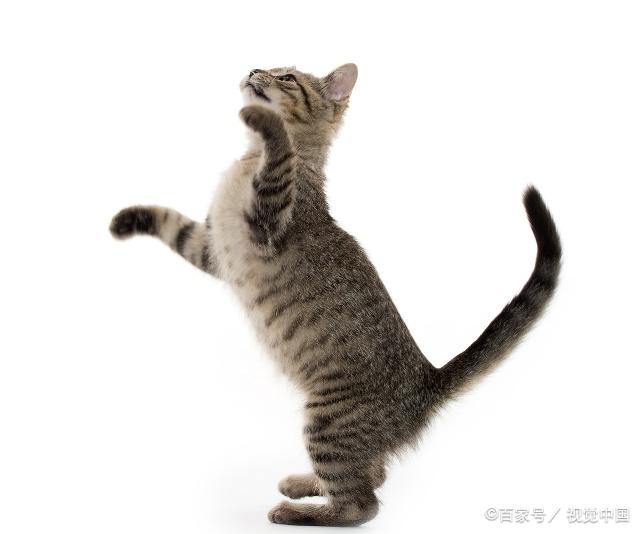 貓咪最新跳轉(zhuǎn)，尋找內(nèi)心平靜的奇妙冒險之旅