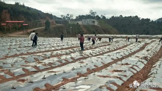 信宜最新肺炎，理解、應(yīng)對(duì)與關(guān)愛