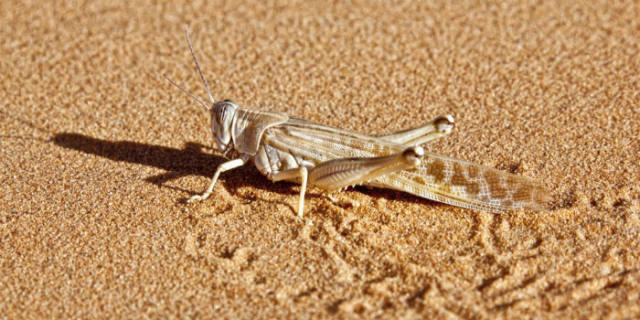 蝗災(zāi)最新動態(tài)，科技先鋒引領(lǐng)抗災(zāi)新時代