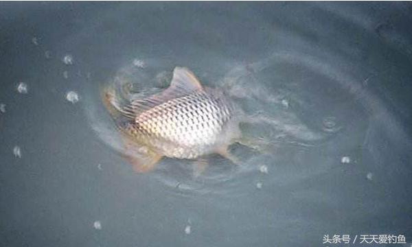 最新逗釣步驟指南，從入門到精通的釣魚技巧分享