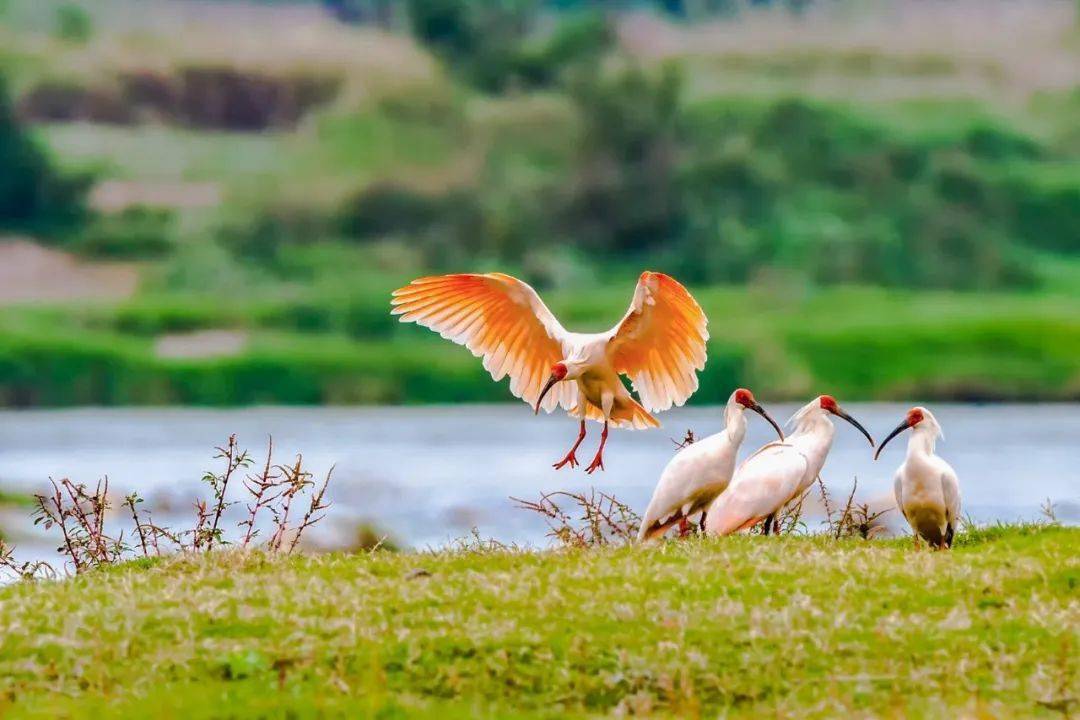 朱鹮最新動態(tài)報(bào)道