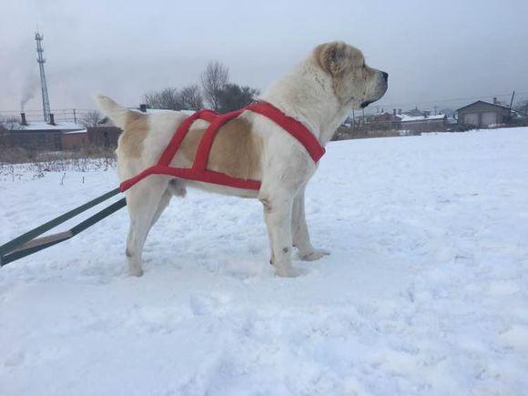 中亞犬，小巷深處的神秘秘境探索