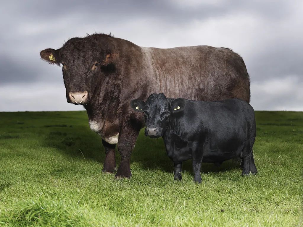 小巷隱藏寶藏，探訪特色小店，領(lǐng)略最牛最新魅力之旅