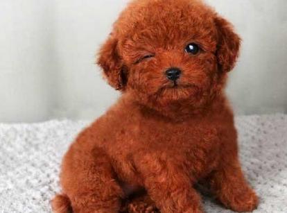 最新小鹿犬，趣事不斷，傳遞溫馨友誼與愛(ài)的小使者