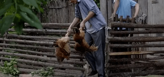 最新版偷雞，從變化中學(xué)習(xí)，擁抱自信，成就非凡之路