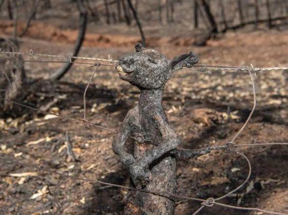 南澳山火最新情況更新，實時動態(tài)與進展