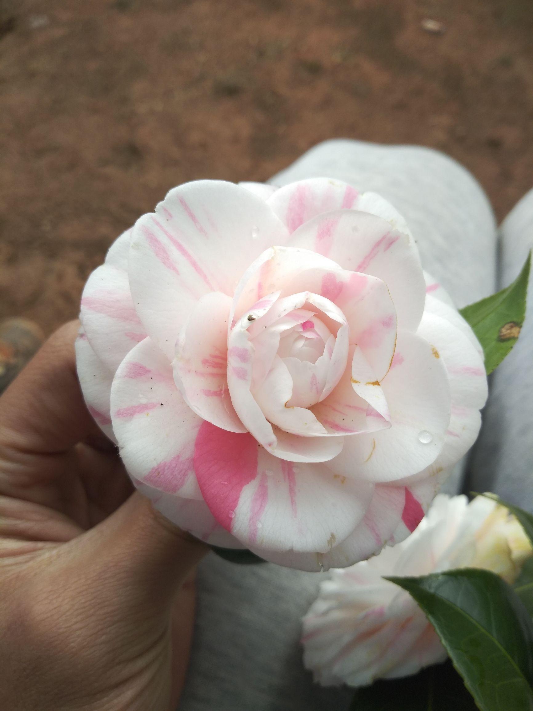 愛5最新劇情，心靈與自然的奇妙之旅