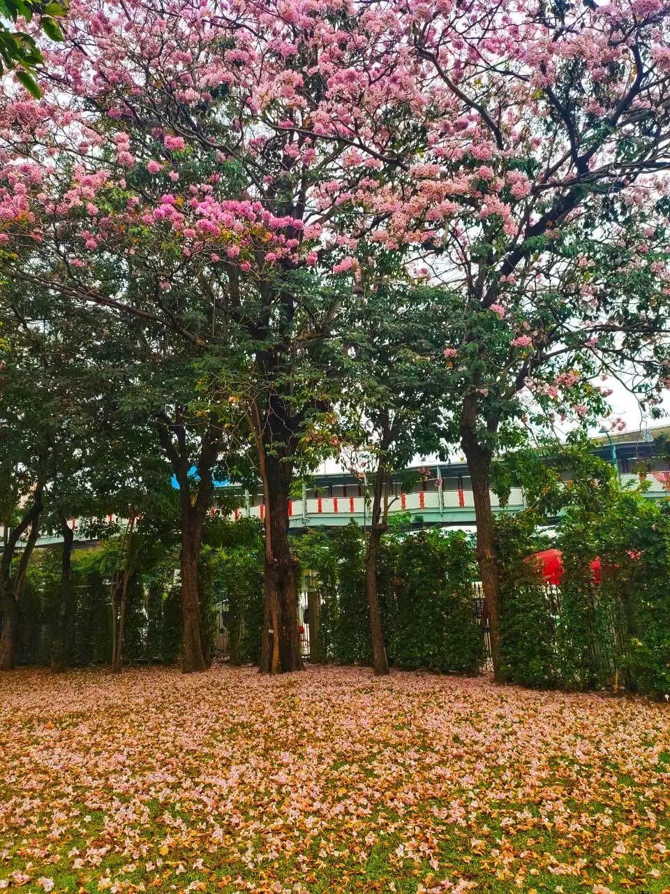 全球最新疫情動(dòng)態(tài)，變化中的學(xué)習(xí)之路與自信成就的力量