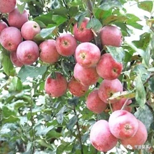 西太后愛(ài)心包最新系列，時(shí)尚與慈善的完美結(jié)合，展現(xiàn)獨(dú)特魅力風(fēng)采