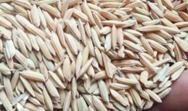 夏鳴星谷子最新科技，點(diǎn)亮生活，科技璀璨引領(lǐng)未來