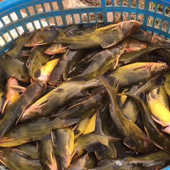 黃顙魚最新報價大全，專業(yè)指南與實時更新