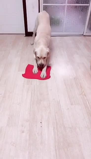 最新狗小視頻，溫馨日常故事